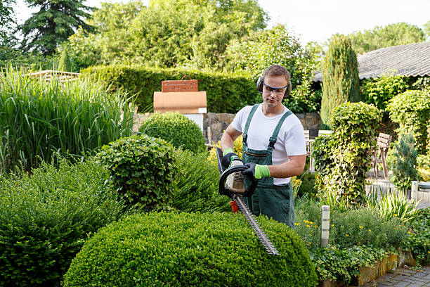 Best Lawn Mowing  in USA